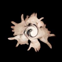 Spirale mains MAJ2
