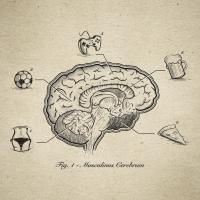 Masculinus Cerebrum